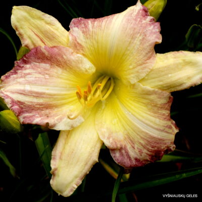 ‘Peppermint Ice’