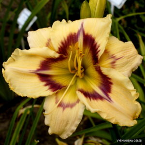 ‘Violet Explosion’