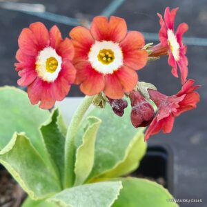 Primula auricula ‘Brownie’
