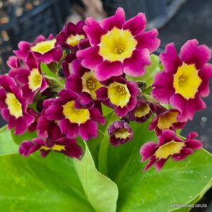 Primula auricula ‘Tatyana’