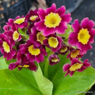 Primula auricula ‘Tatyana’