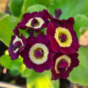 Primula auricula 'Forest Bordeaux'