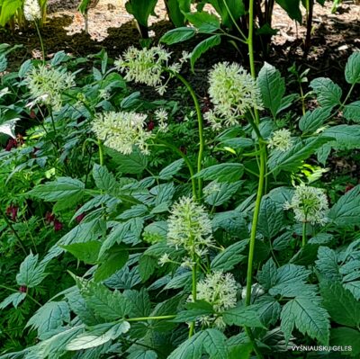 Actaea pachypoda 'Misty Blue'