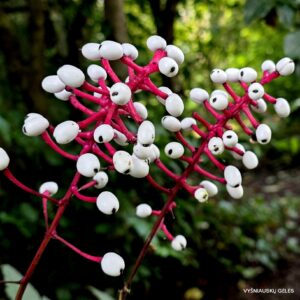 Actaea pachypoda 'Misty Blue'