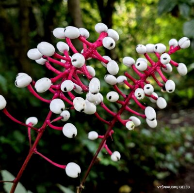 Actaea pachypoda 'Misty Blue'
