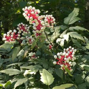 Actaea_pachypoda_Misty_Blue_2