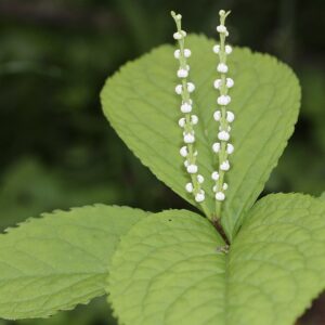 Chloranthus serratus