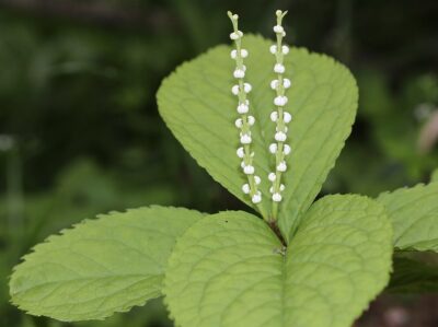Chloranthus serratus