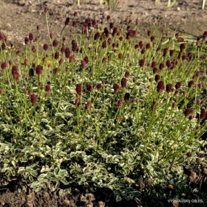Sanguisorba 'Little Angel'