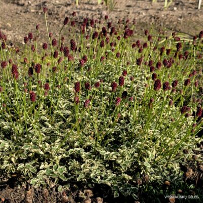 Sanguisorba 'Little Angel'