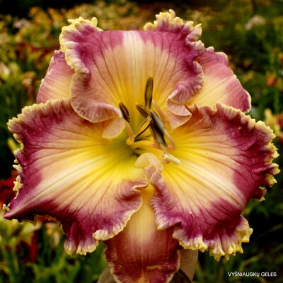 Apatura Morning Frost