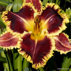 Apatura Morning Melody