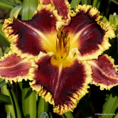 Apatura Morning Melody