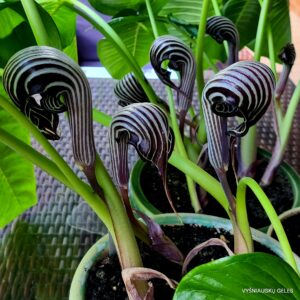 Arisaema fargesii