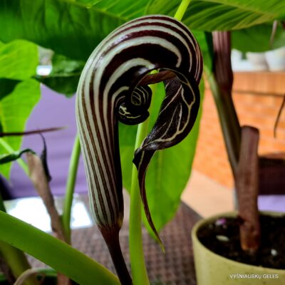 Arisaema fargesii
