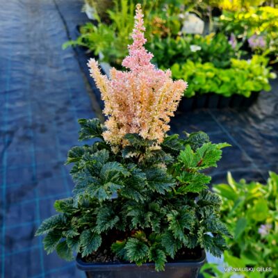 Astilbe ‘Liliput‘