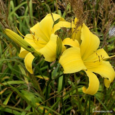 Berliner Herbstlicht (2)