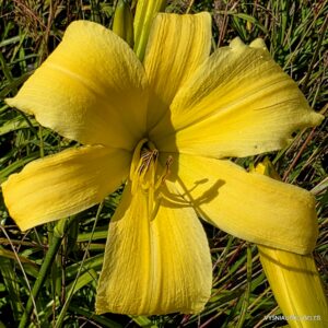 Berliner Herbstlicht