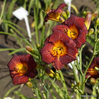 Boitzer Little Dan-Jian (2)