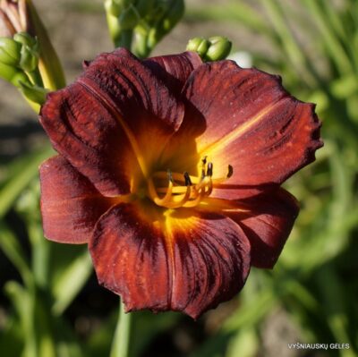 Boitzer Little Dan-Jian