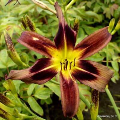 Boitzer Tree of Bandits