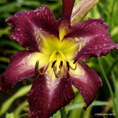 Bonibrae Stairway to Heaven (2)