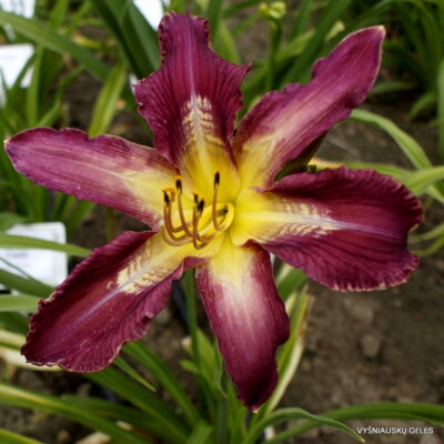 Bonibrae Stairway to Heaven