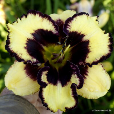 Darkness and Moonlight