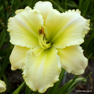 Daylily 'Jerusalem Tomorrow'