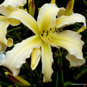 Daylily 'Lillian's Vapor Trail'