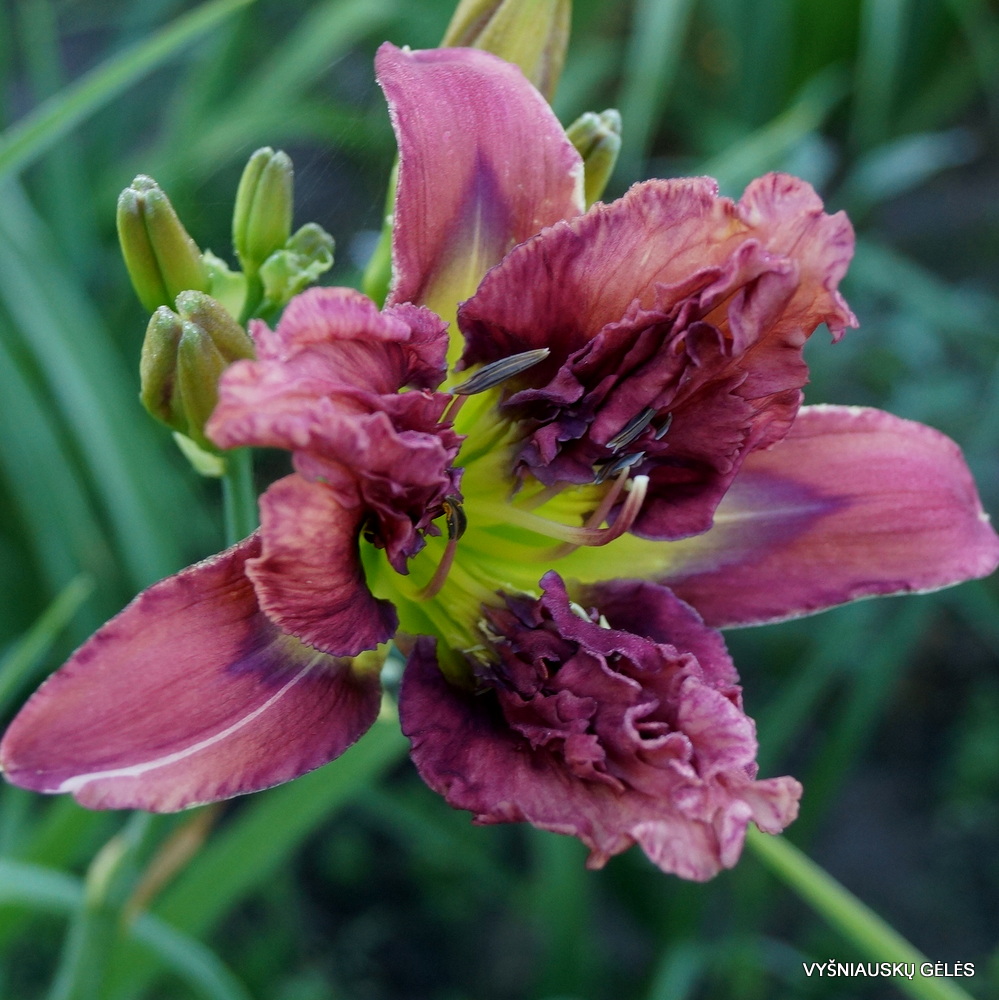 Emperor’s Crocodile