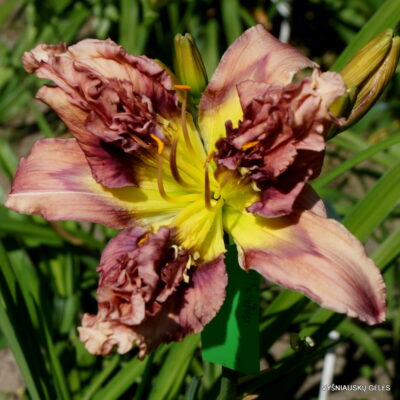 Emperor’s Crocodile (2) Emperor’s Crocodile (2)