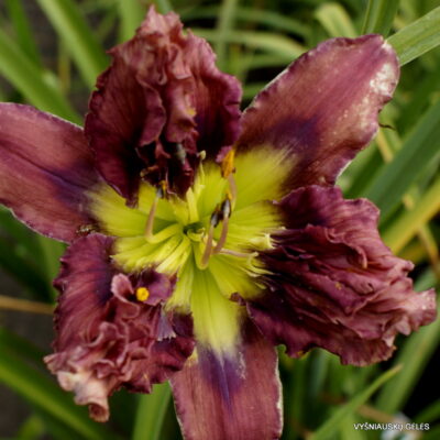 Emperor’s Crocodile (3) Emperor’s Crocodile (3)