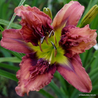 Emperor’s Crocodile Emperor’s Crocodile