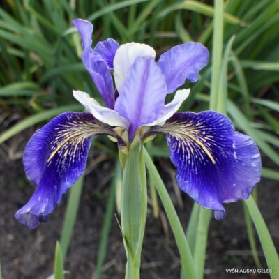 Entre Deux Mondes (2)