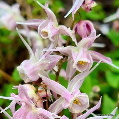 Epimedium ‘Akebono’ (2)