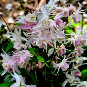 Epimedium ‘Akebono’