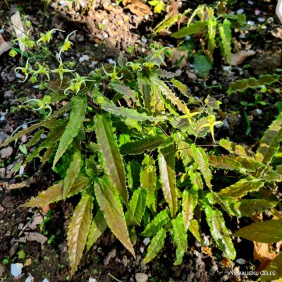 Epimedium ‘Sphinx Twinkler’ (‘Spine Tingler’) (2)
