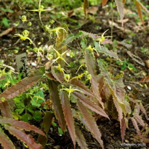 Epimedium ‘Sphinx Twinkler’ (‘Spine Tingler’)