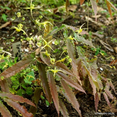 Epimedium ‘Sphinx Twinkler’ (‘Spine Tingler’)