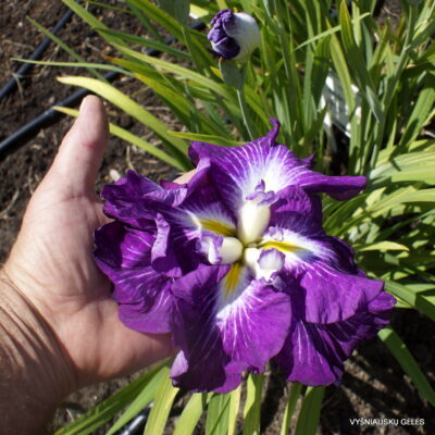 Extravagant Plumes (2)