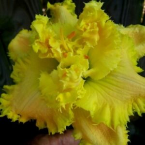 Fiddler’s Green of Gascone