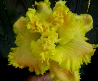 Fiddler’s Green of Gascone