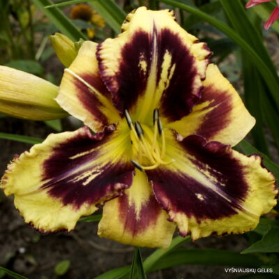 Garden Shadow Magic (2) Garden Shadow Magic (2)