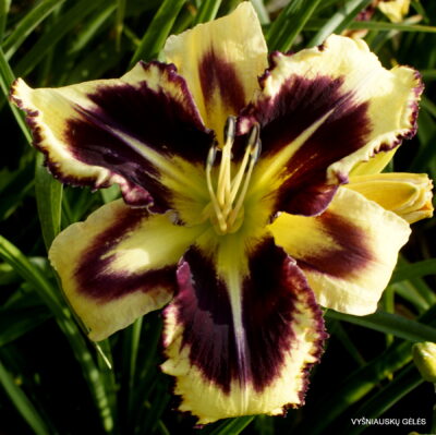 Garden Shadow Magic (3) Garden Shadow Magic (3)