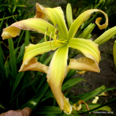 Green Flying Dragonfly (2)