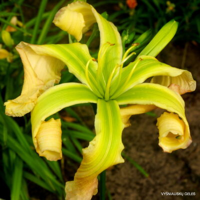 Green Flying Dragonfly