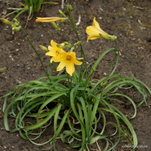 Hemerocallis minor BSWJ8841 Hemerocallis minor BSWJ8841