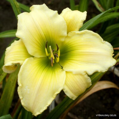 'Holsteiner Happy Birthday' (2)