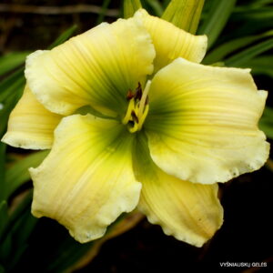 'Holsteiner Happy Birthday'